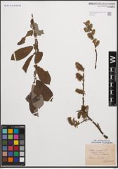 Foto von Salix cinerea L.